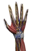 3D Printer Makes Veins. No, Like, Actual Human Veins.