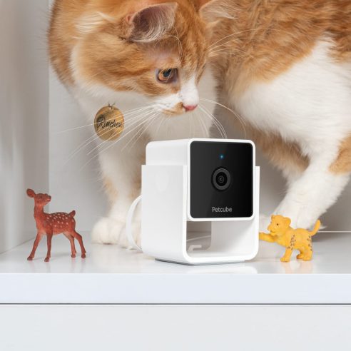 See The World From Your Pet’s Perspective with Pet Vision