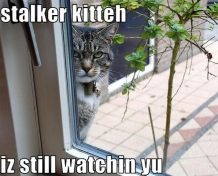 New Service Flutter A Stalker’s Dream