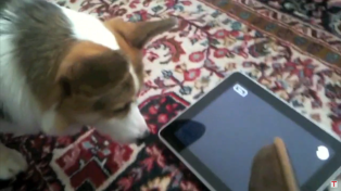 This Dog Wants to Take the iPad Behind the Shed