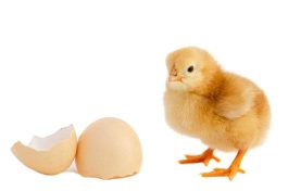 Apple’s Chicken and Gizmodo’s Egg: The Ethics of the iPhone 4G Mess