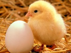 Science Confirms, Once And For All: The Chicken Came First