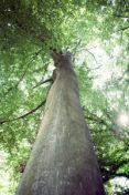 100-Year-Old Talking Tree is Most Facebook-Savvy in Belgium (and Quite Possibly, The World)