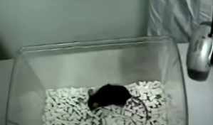 Japanese Researchers Create Tweeting Mouse