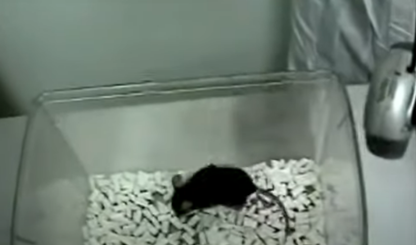 Tweeting-Mouse
