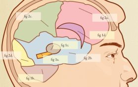 How the Human Brain Retains Information