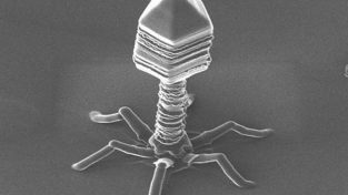MIT makes solar-cell technology go viral. Literally.