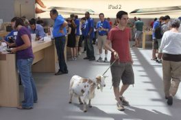 The Apple Store allows nearly anything, even goats