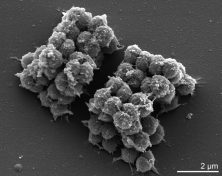 Meet the microbes living in our beds