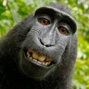 Monkey see, monkey sue? Or, can a monkey hold a copyright?