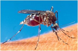 Despite a cure in hand, a vaccine is the only way to end malaria (and may be right around the corner)