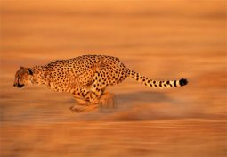 The DARPA “Cheetah” is fast and freaky