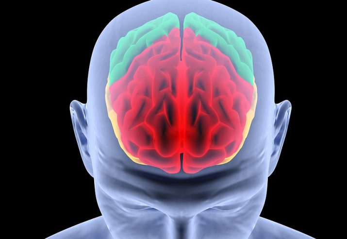 Brain