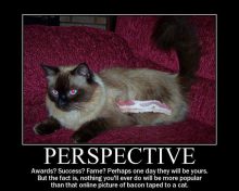 Cats vs Bacon: Which is more viral?