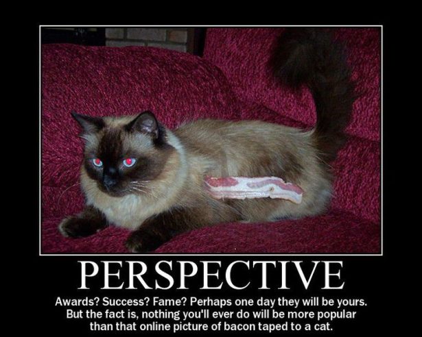 Social Cat Bacon