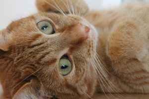 Cattitude at its finest