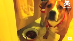Dear Internet this puppy is pulling a cat move