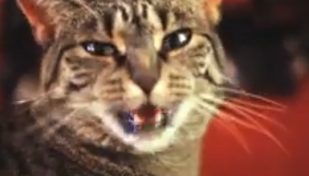 3 Million Views for the Collective Soul Cat