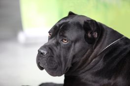 Censorship on the internet: be your own watchdog