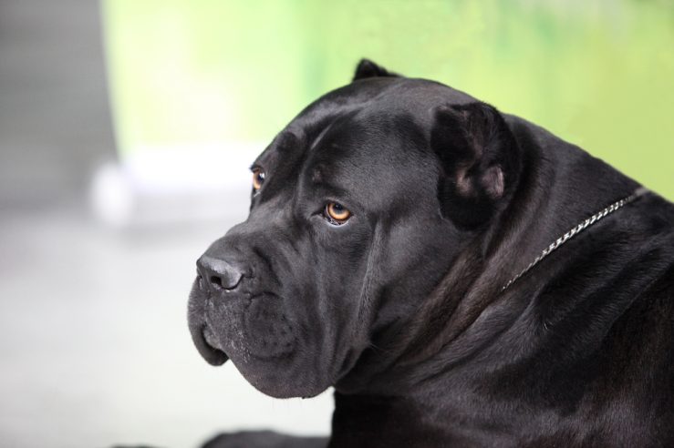 Watchdog
