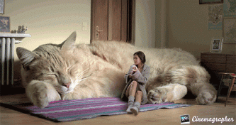 Big cat GIF needs more attention