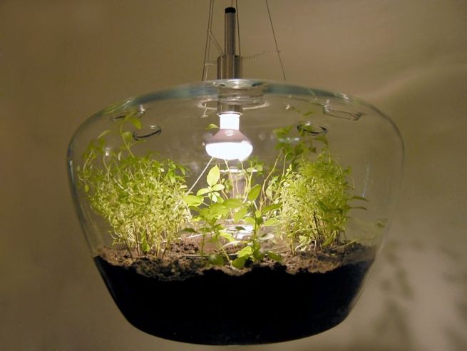 Glasshouse terrarium hanging pendant lamp