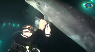 Dolphin tangled in fishing line “asks” diver for help