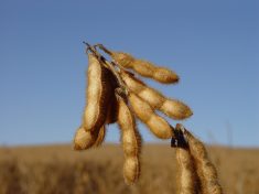 In defense of Monsanto (no, not really)