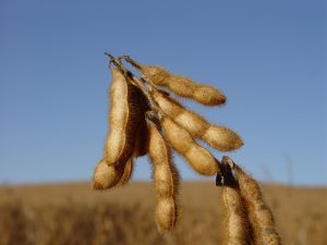 In defense of Monsanto (no, not really)