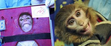 Iran backpedals on astro monkey claim after facial mole removed in space