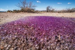 Mysterious purple slime balls pop up in Arizona desert