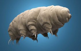 Tardigrades survive just about anything and scientists still don’t know why