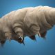 Tardigrades survive just about anything and scientists still don’t know why