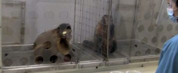 Monkeys demand equal pay for their labors