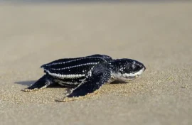 Baby sea turtles’ mad dash to the sea reproduced by FlipperBot