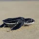 Baby sea turtles’ mad dash to the sea reproduced by FlipperBot