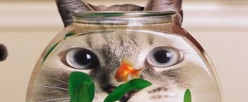 Cats from a scientific perspective
