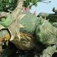 Fire-breathing dragon named world’s largest walking robot (videos)